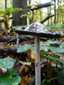 Harkálytintagomba (Coprinopsis picacea), Zebegény